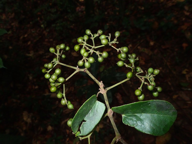 Cissus ruginosicarpa photo 3