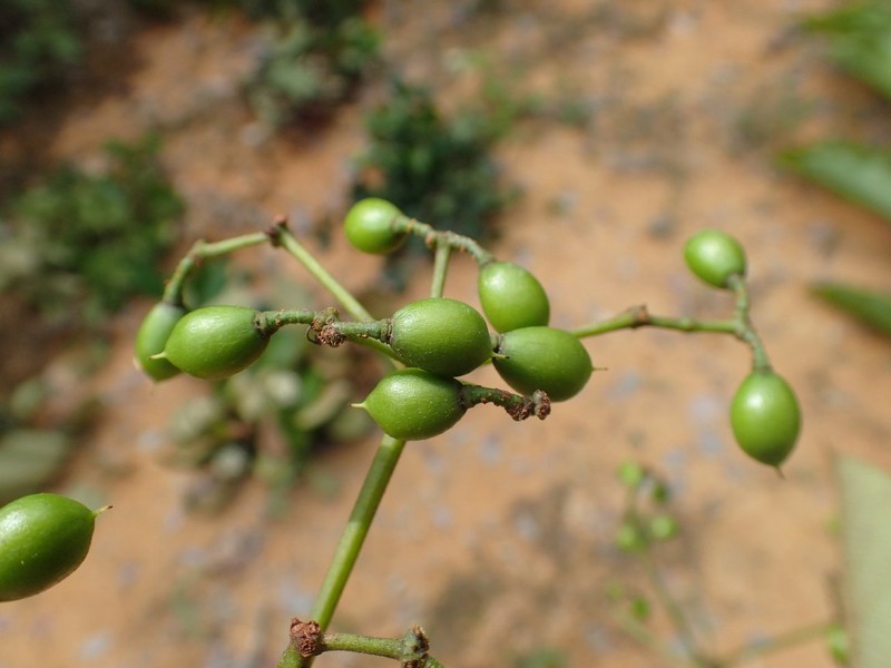 Cissus ruginosicarpa photo 4