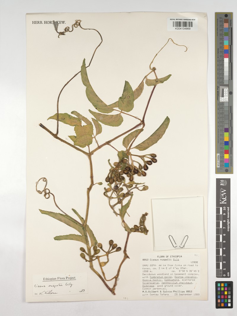 Cissus ruspolii