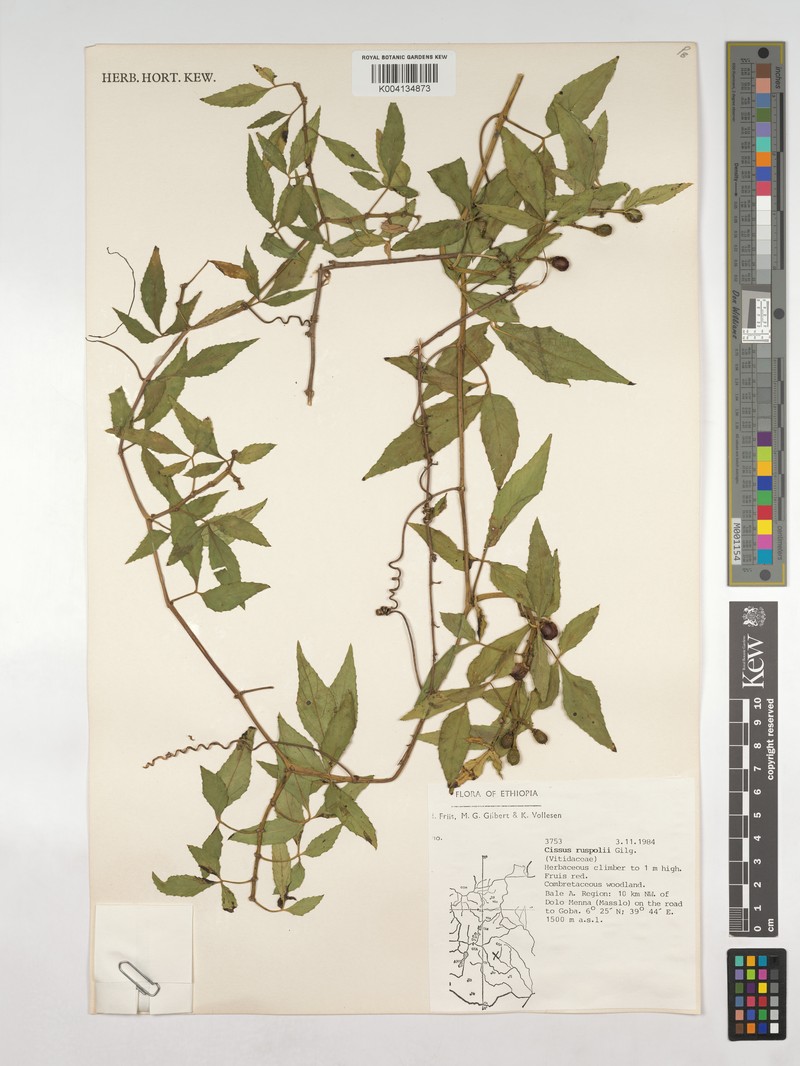 Cissus ruspolii photo 2