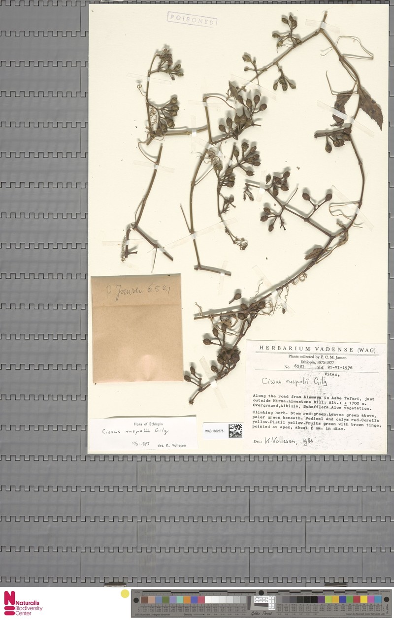 Cissus ruspolii photo 3