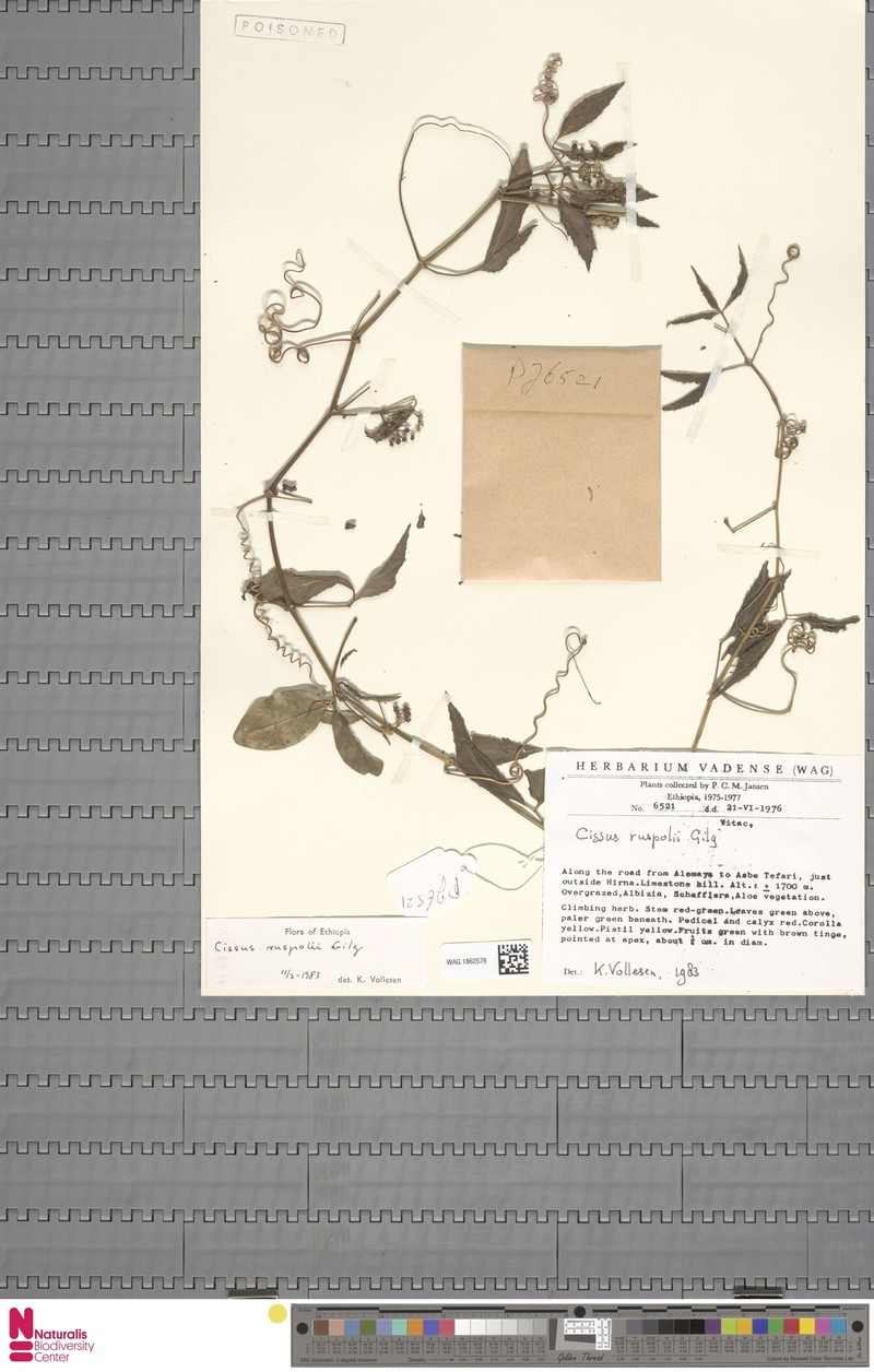 Cissus ruspolii photo 4