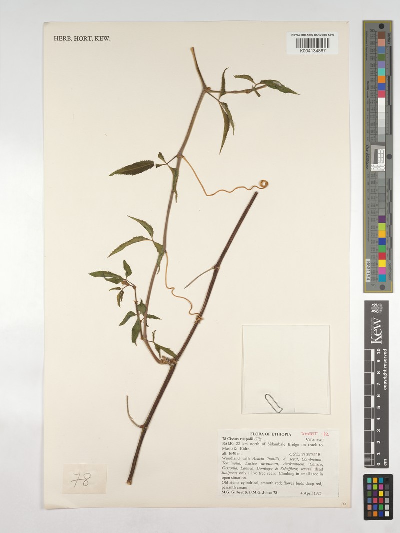 Cissus ruspolii photo 6