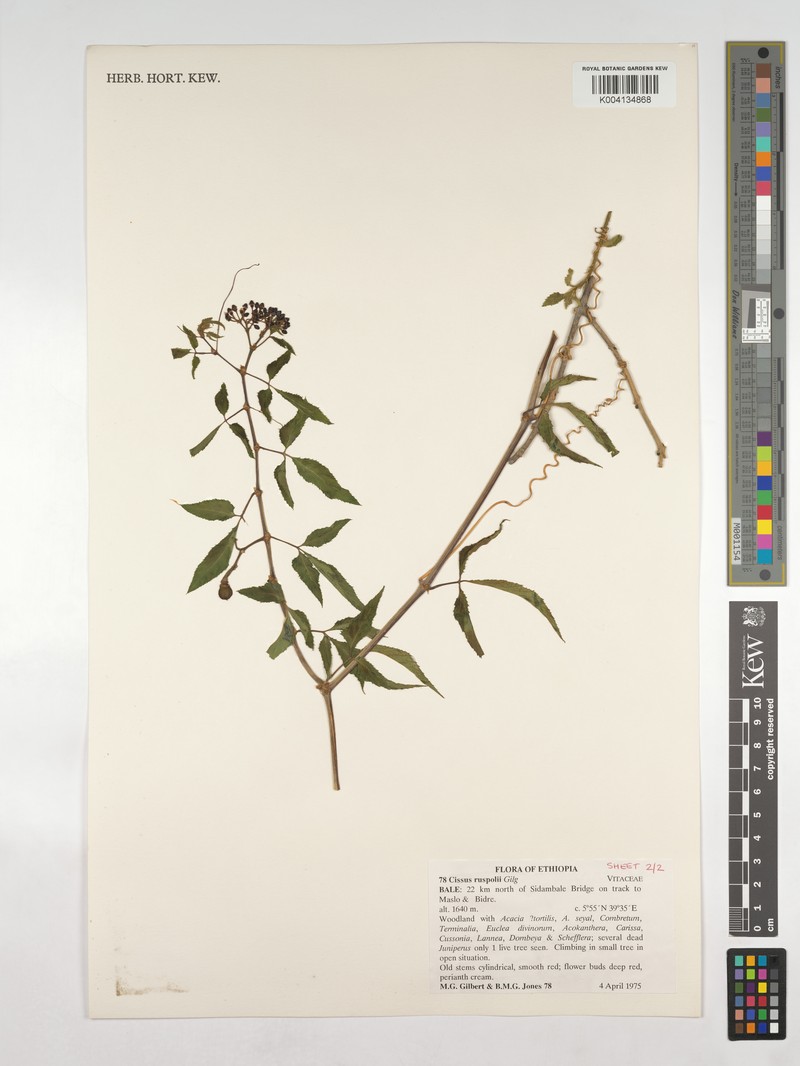 Cissus ruspolii photo 7