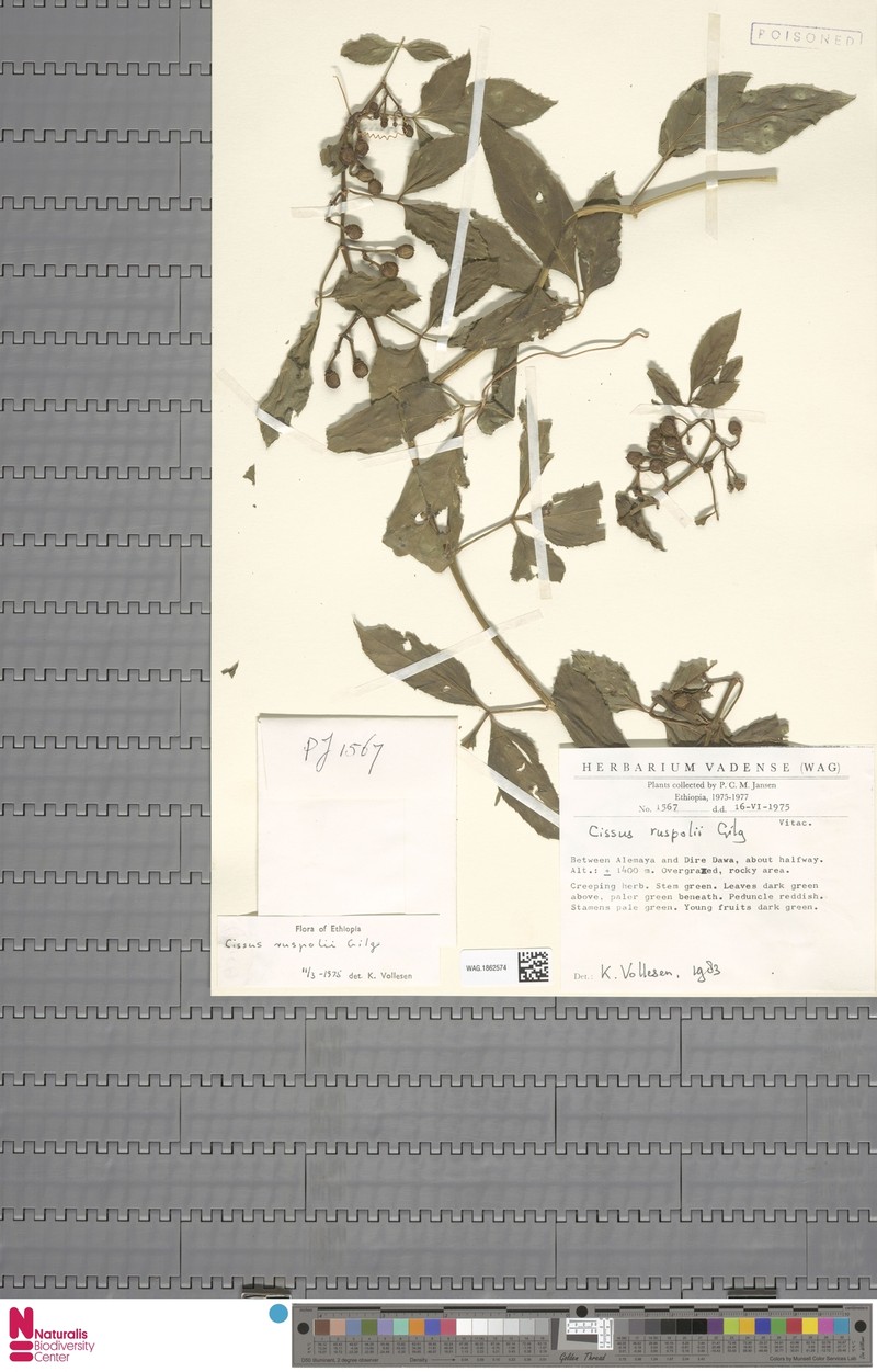 Cissus ruspolii photo 8