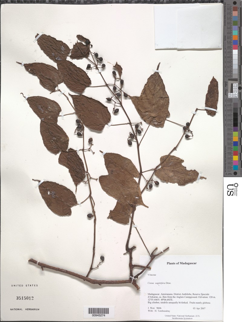 Cissus sagittifer