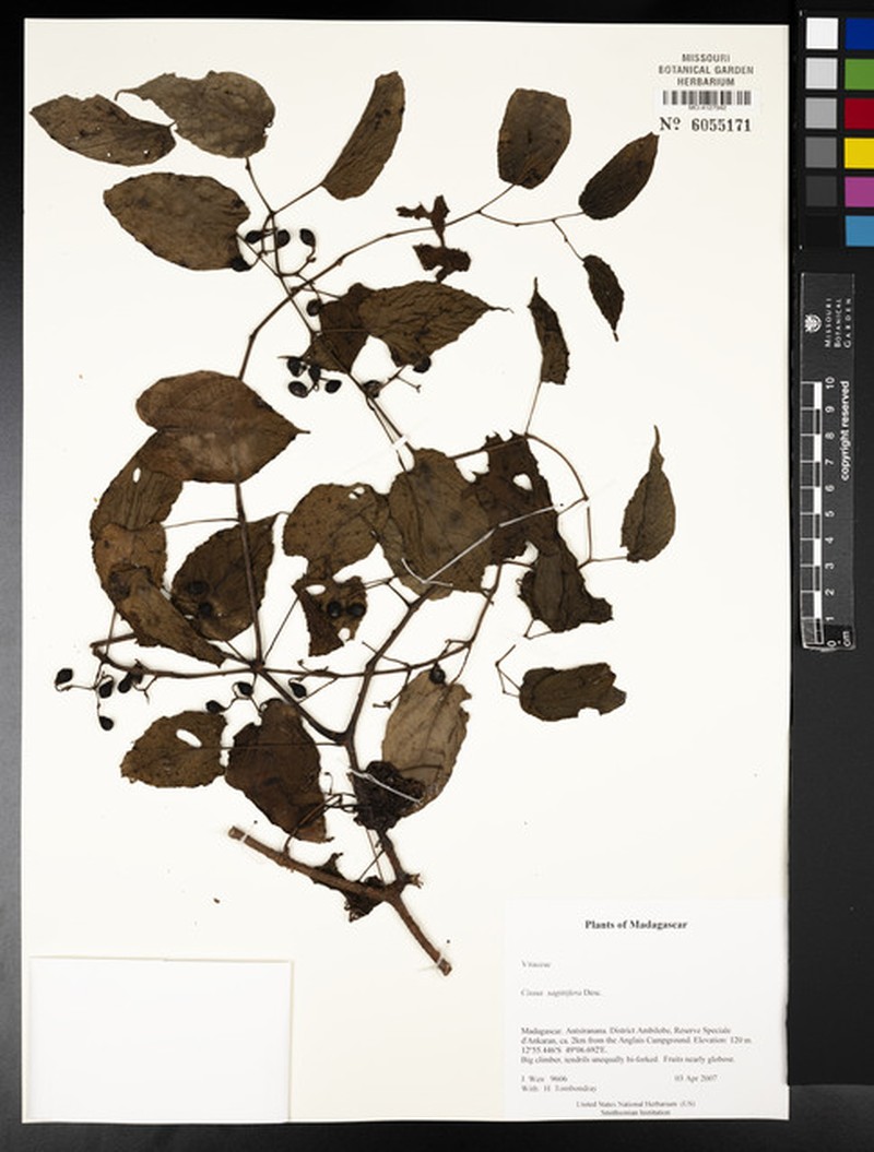 Cissus sagittifer photo 2