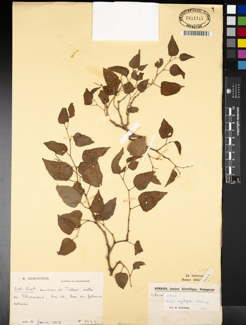 Cissus sagittifer photo 3