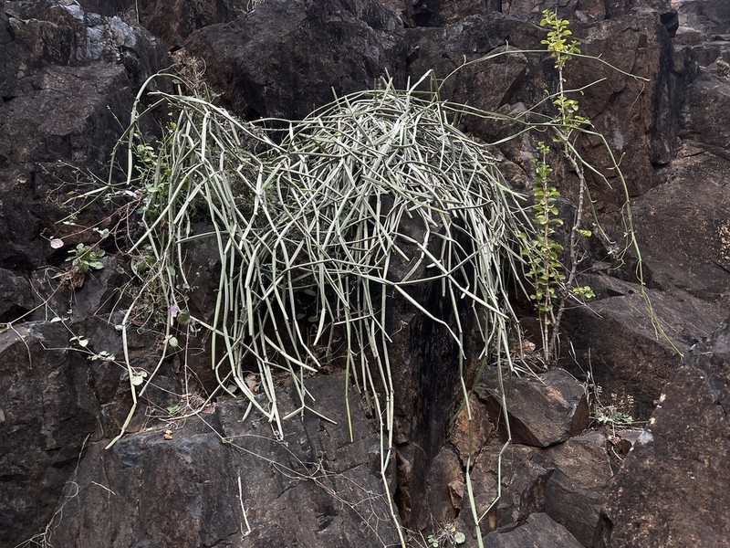 Cissus salehi