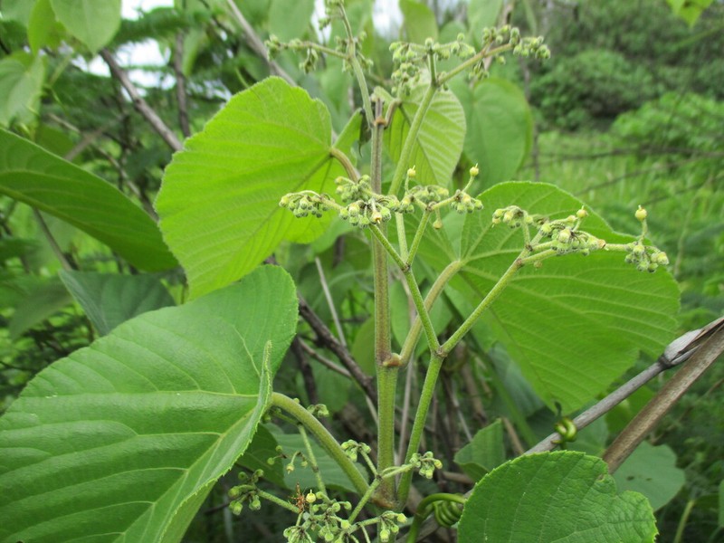 Cissus schmitzii