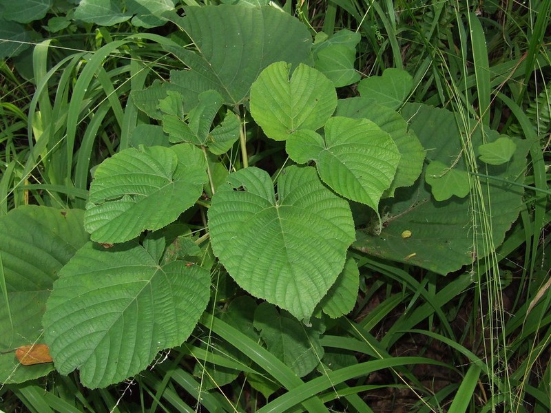 Cissus schmitzii photo 2