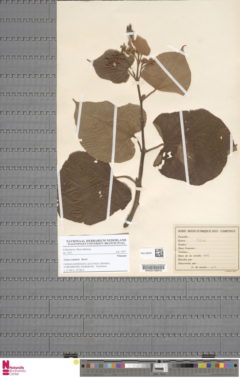 Cissus schmitzii photo 6