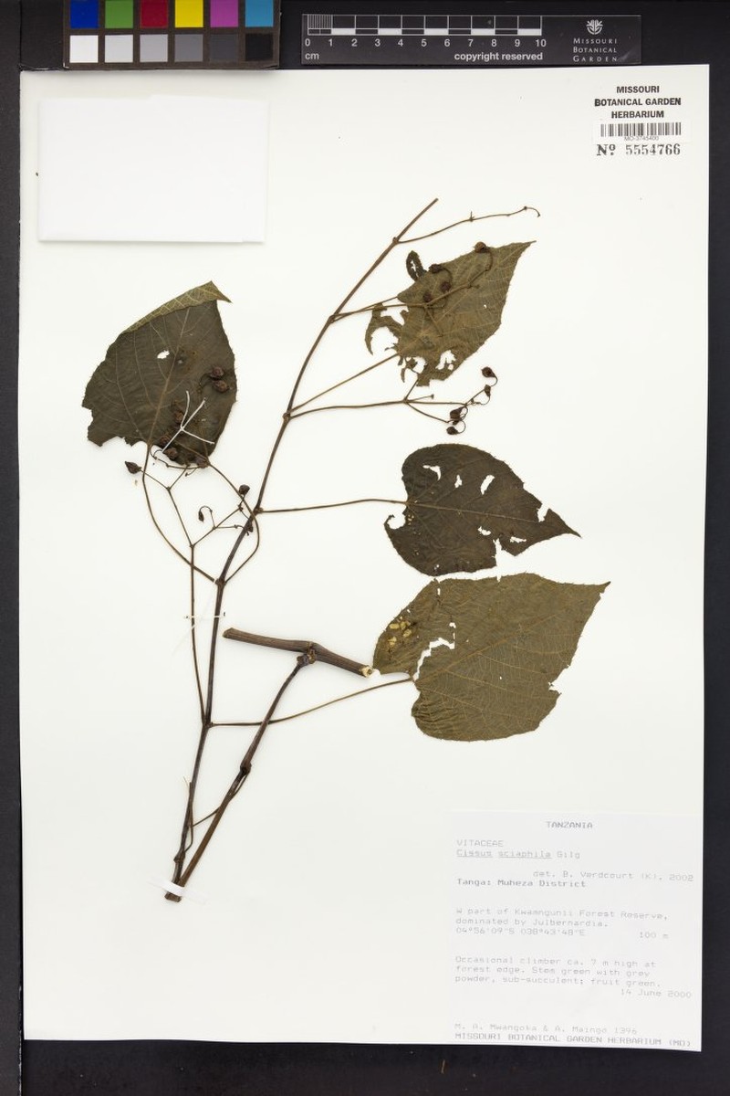 Cissus sciaphila photo 2