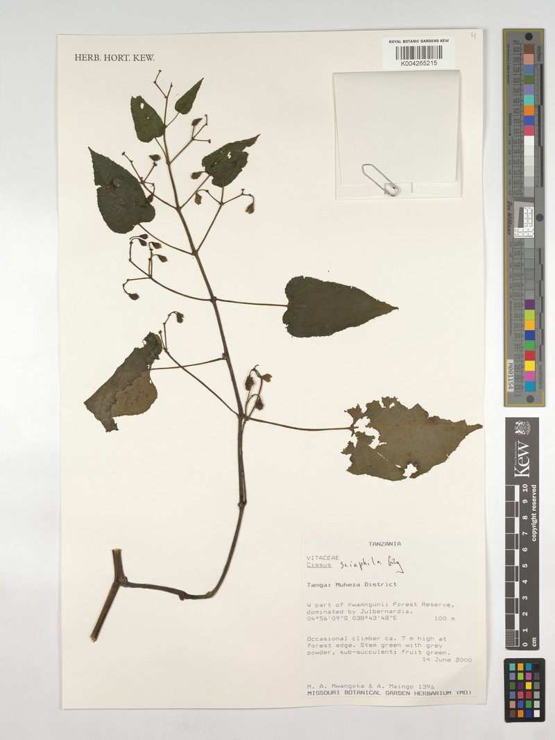 Cissus sciaphila photo 3