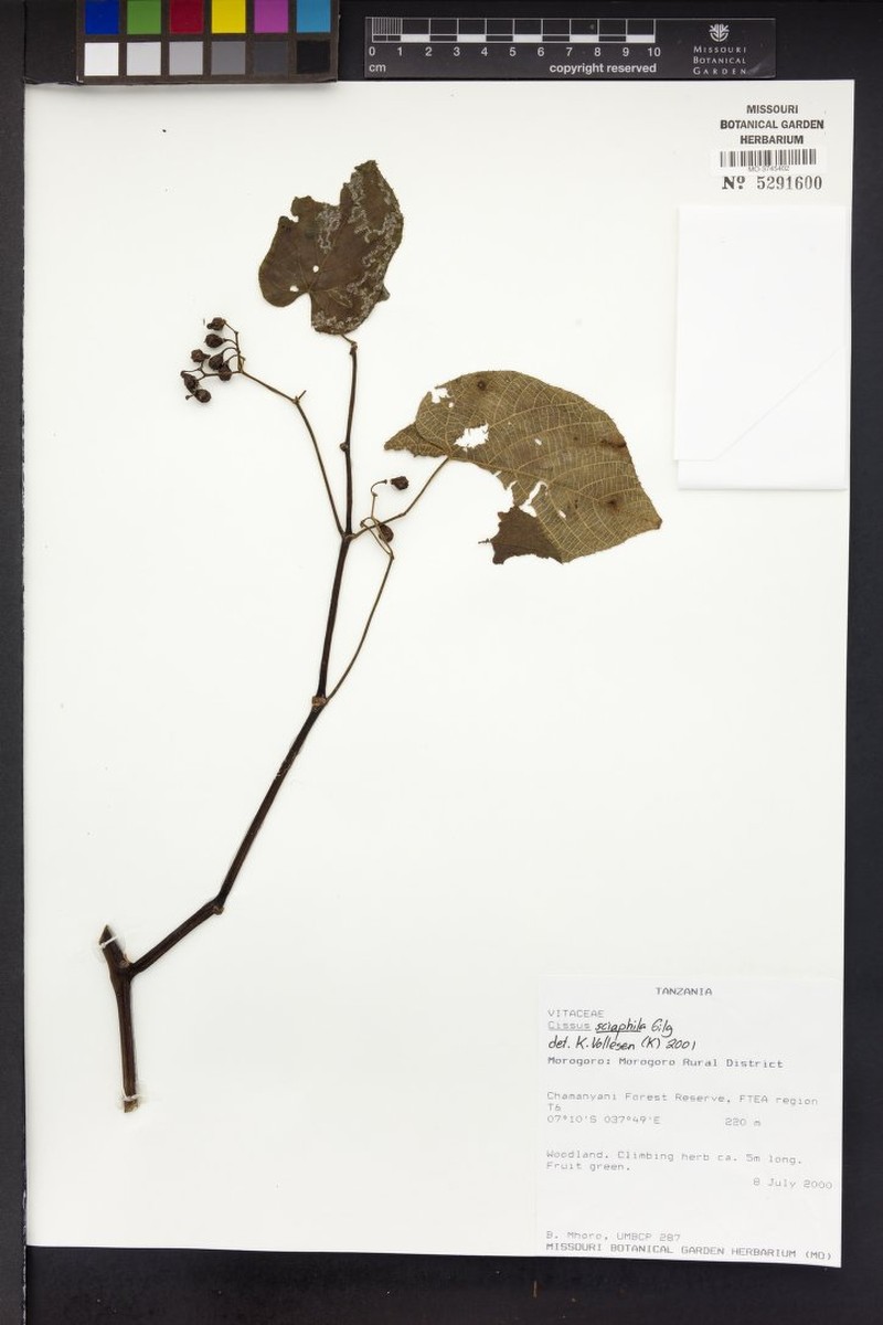 Cissus sciaphila photo 4