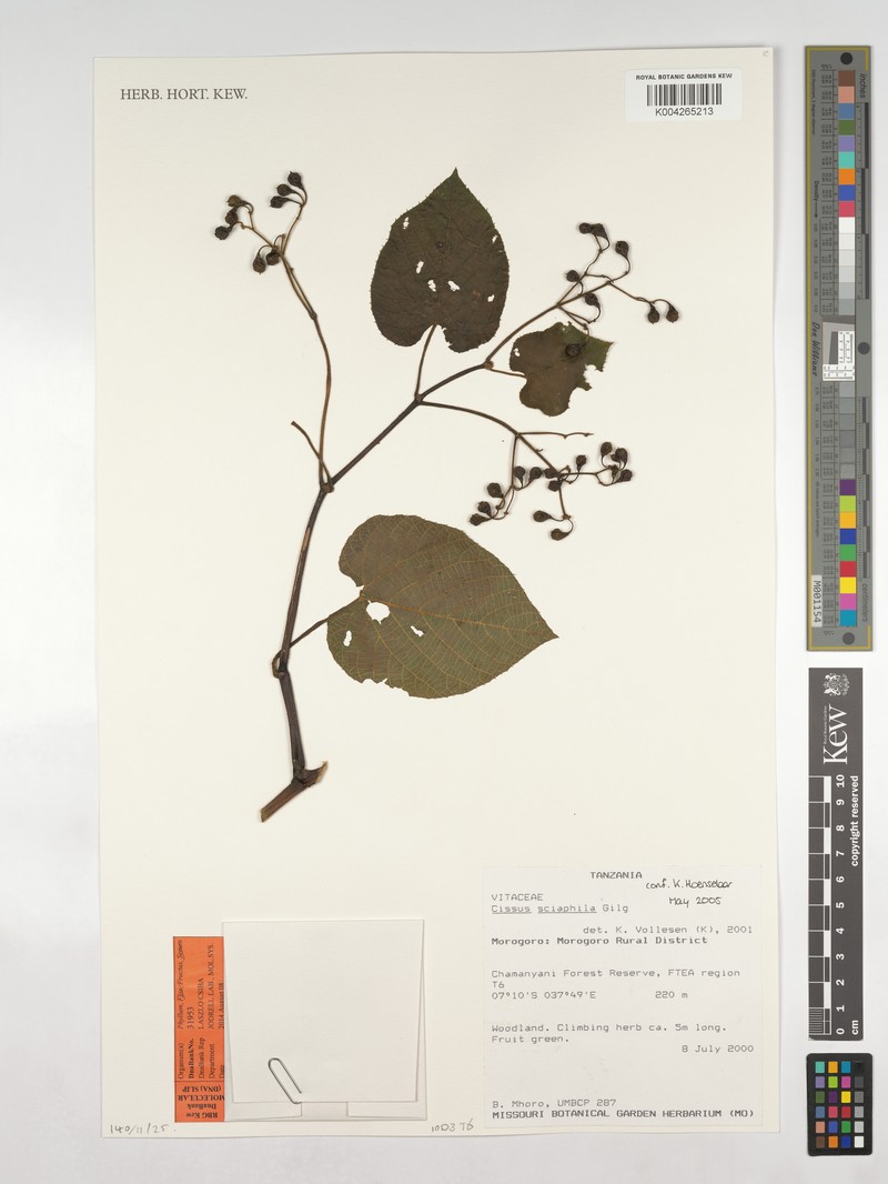 Cissus sciaphila photo 5