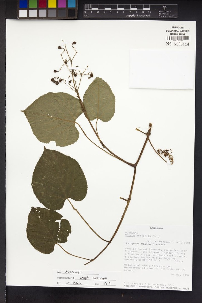 Cissus sciaphila photo 6