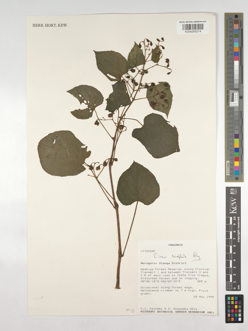 Cissus sciaphila photo 7