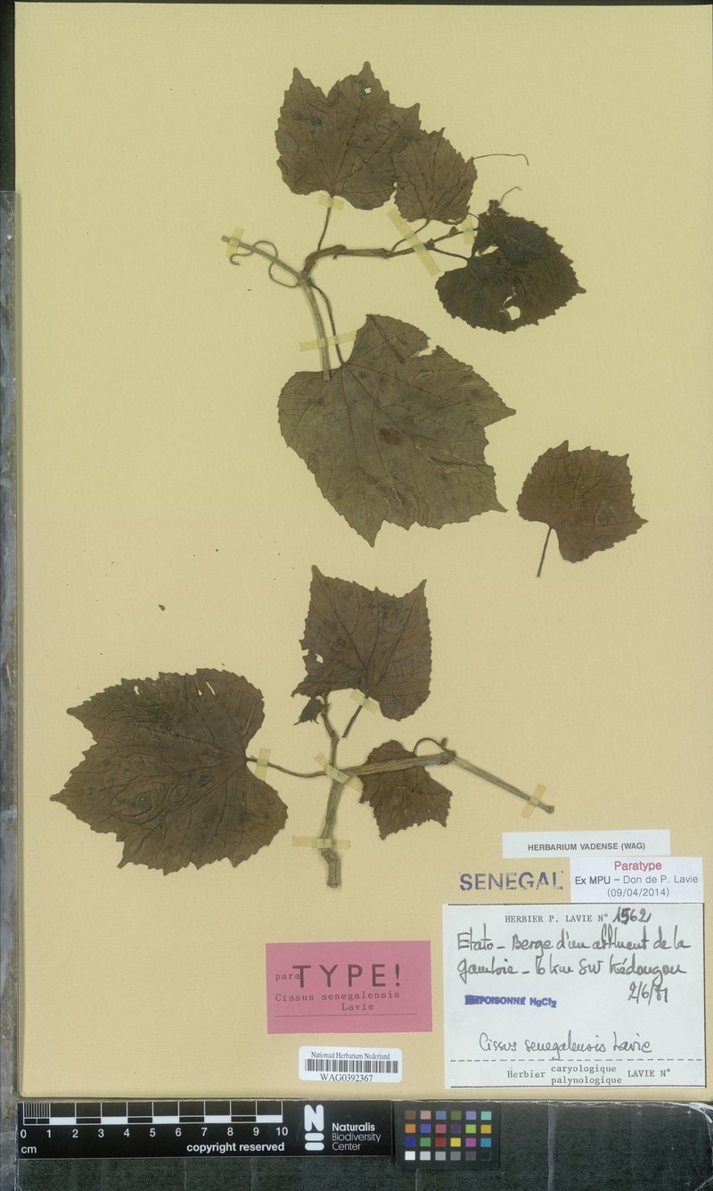 Cissus senegalensis