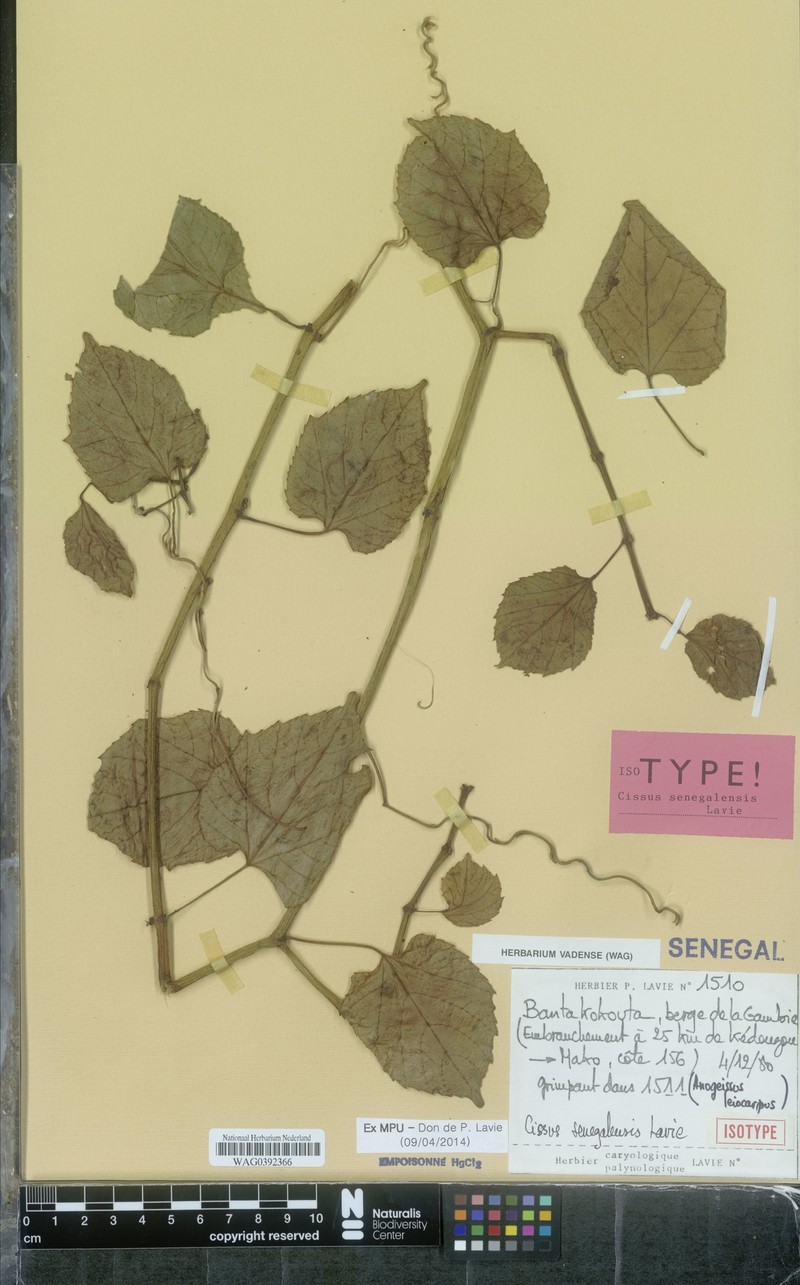 Cissus senegalensis photo 3