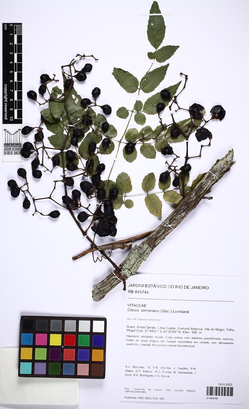 Cissus serroniana