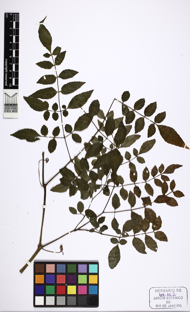 Cissus serroniana photo 2