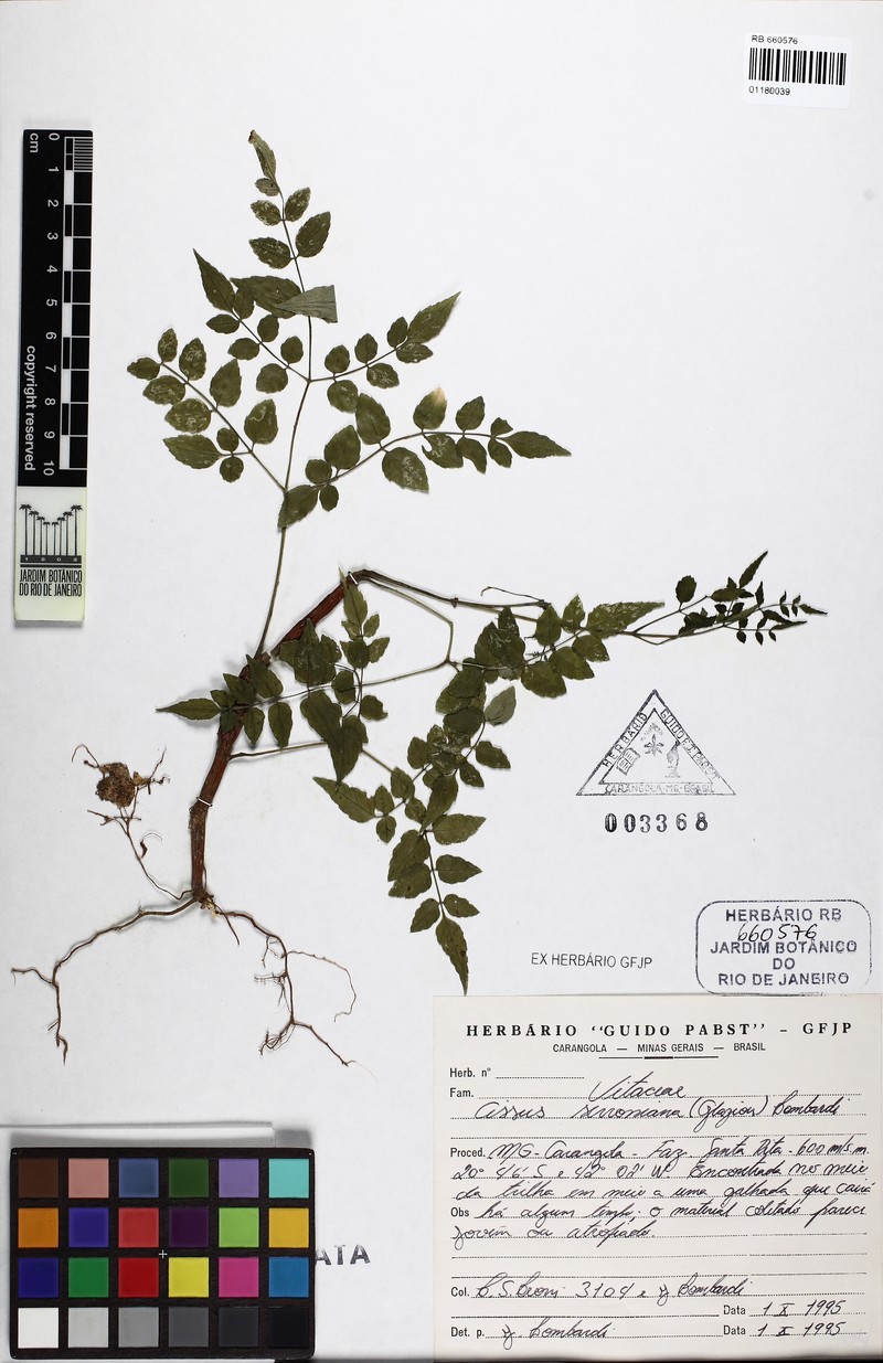 Cissus serroniana photo 3