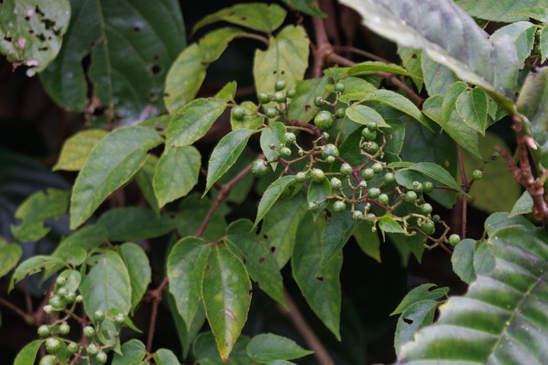Cissus serrulatifolia