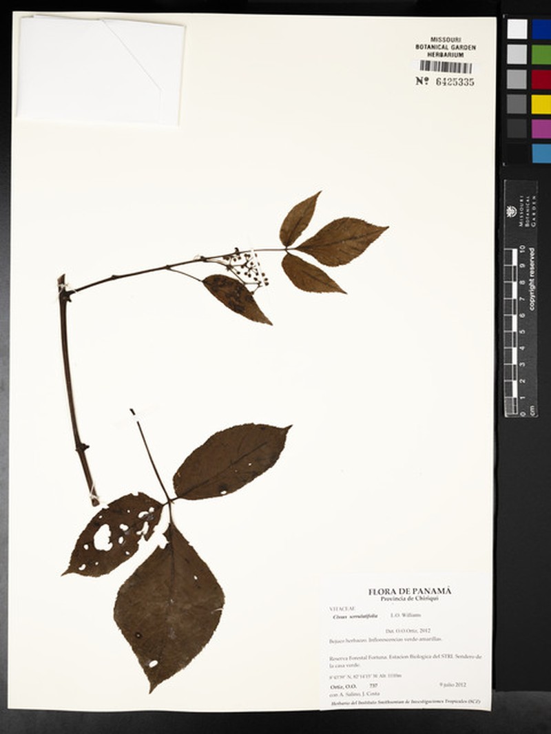Cissus serrulatifolia photo 2