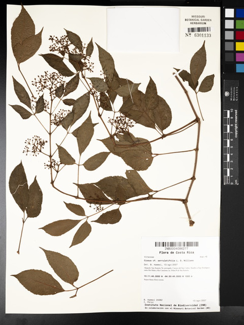 Cissus serrulatifolia photo 3
