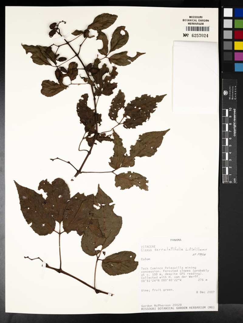Cissus serrulatifolia photo 4