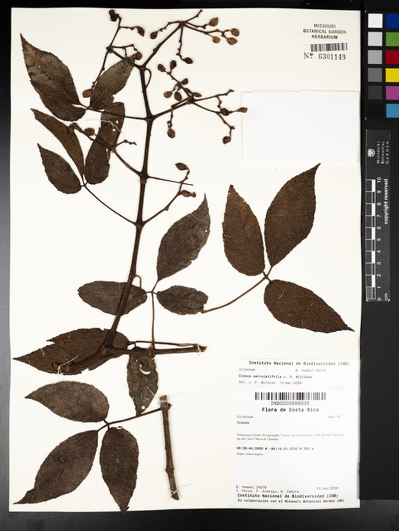 Cissus serrulatifolia photo 5