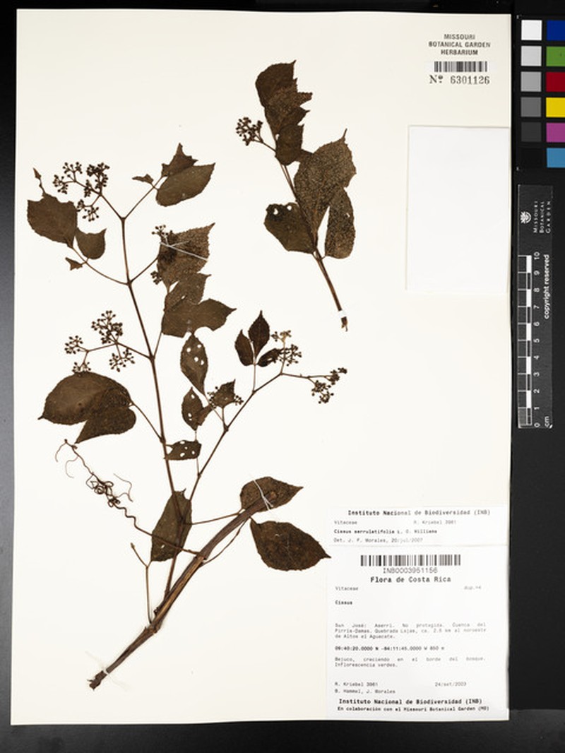 Cissus serrulatifolia photo 7
