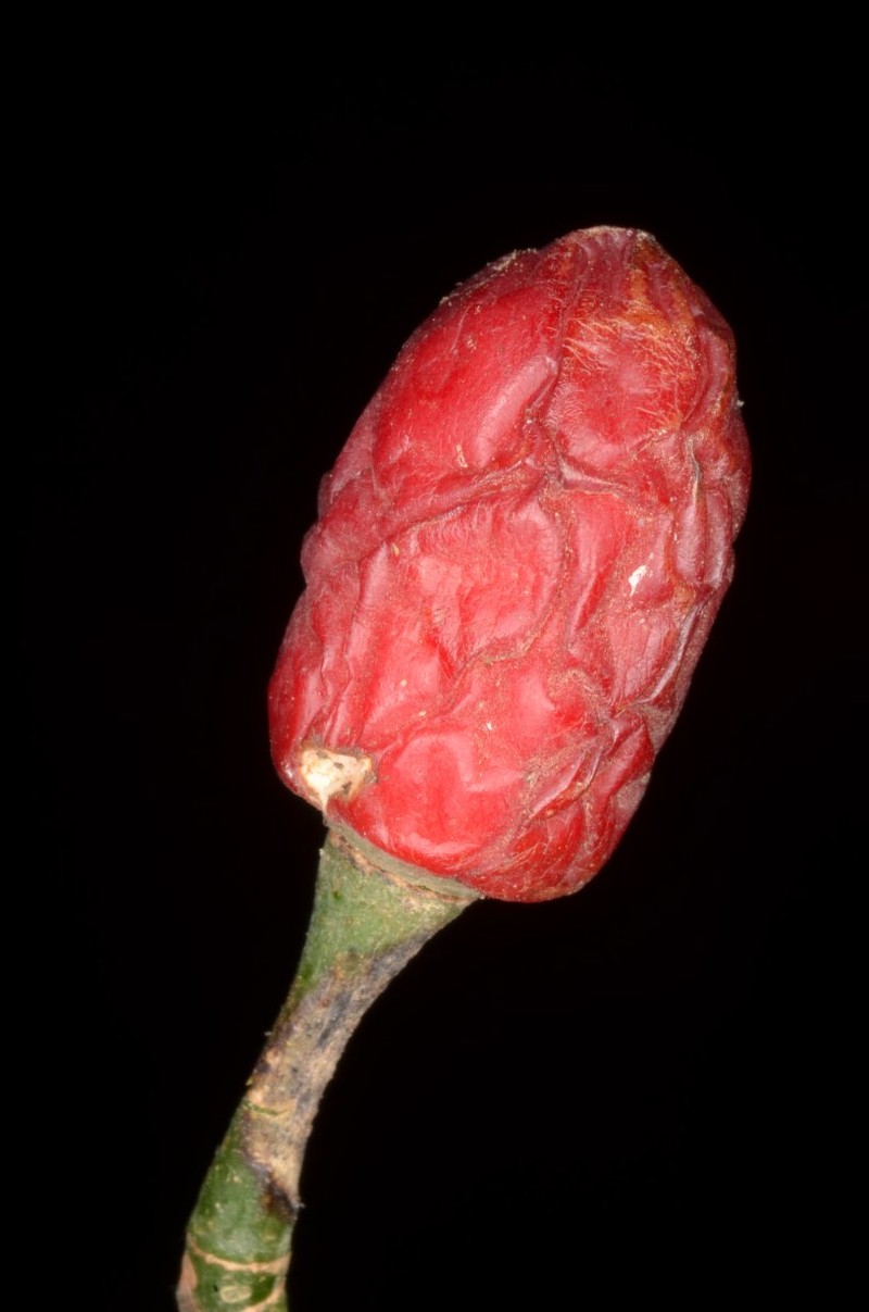 Cissus silvestris
