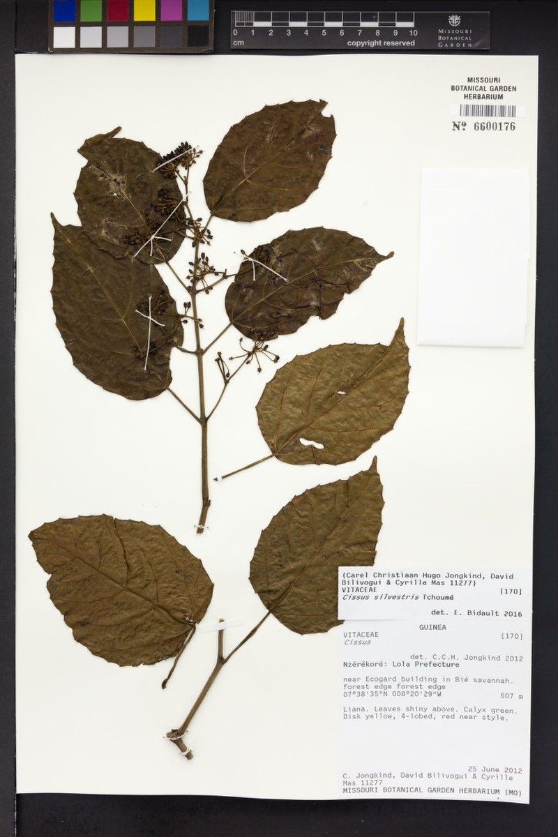Cissus silvestris photo 2