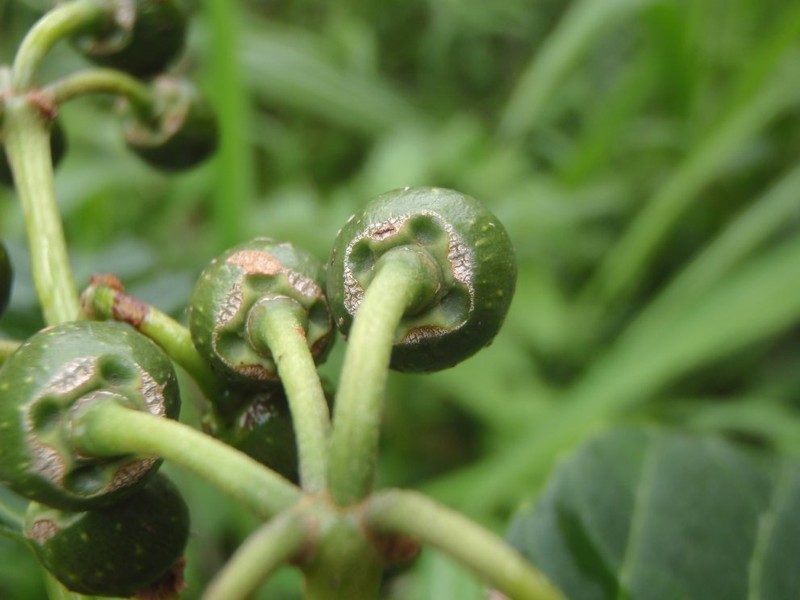 Cissus silvestris photo 3