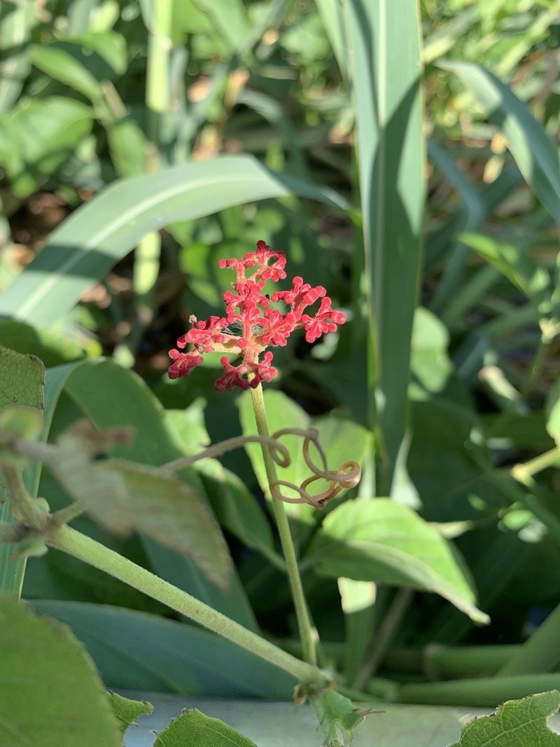 Cissus spinosa