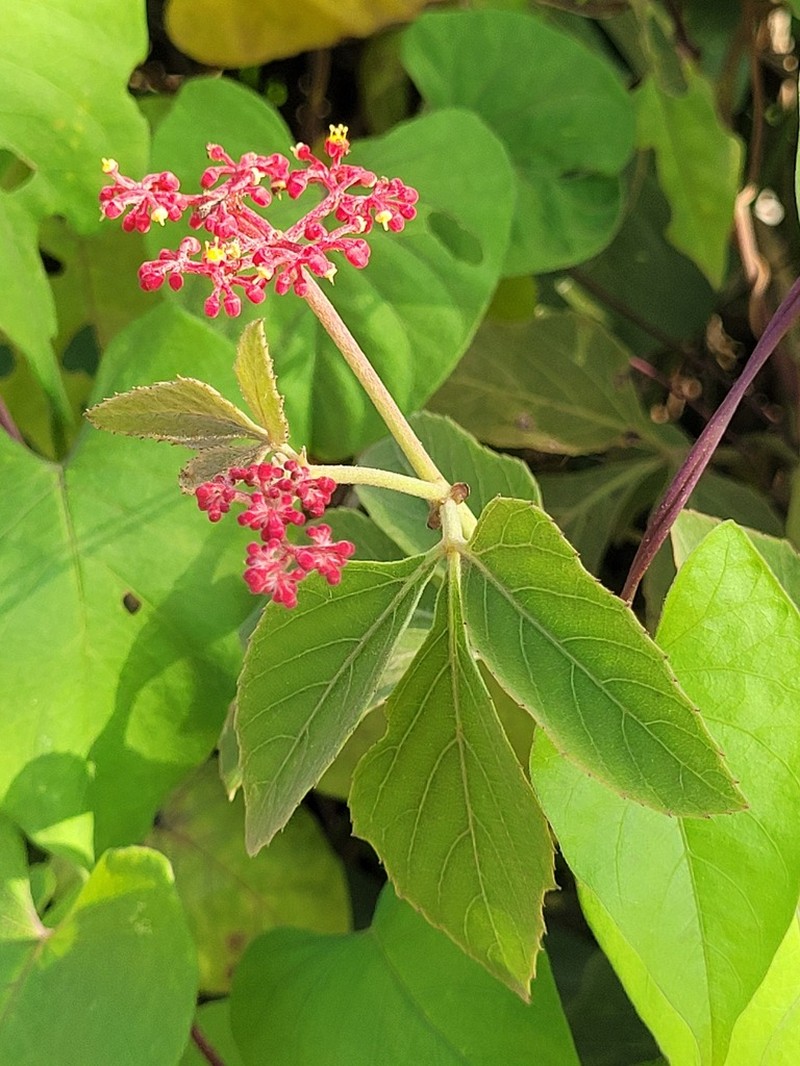 Cissus spinosa photo 2