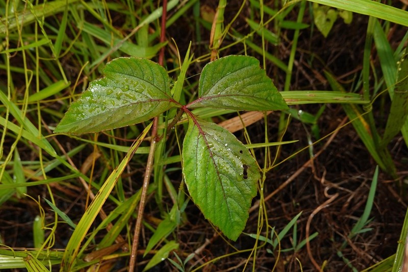 Cissus spinosa photo 3