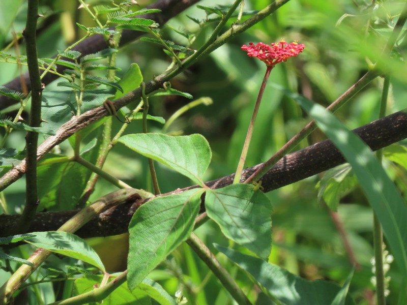 Cissus spinosa photo 4