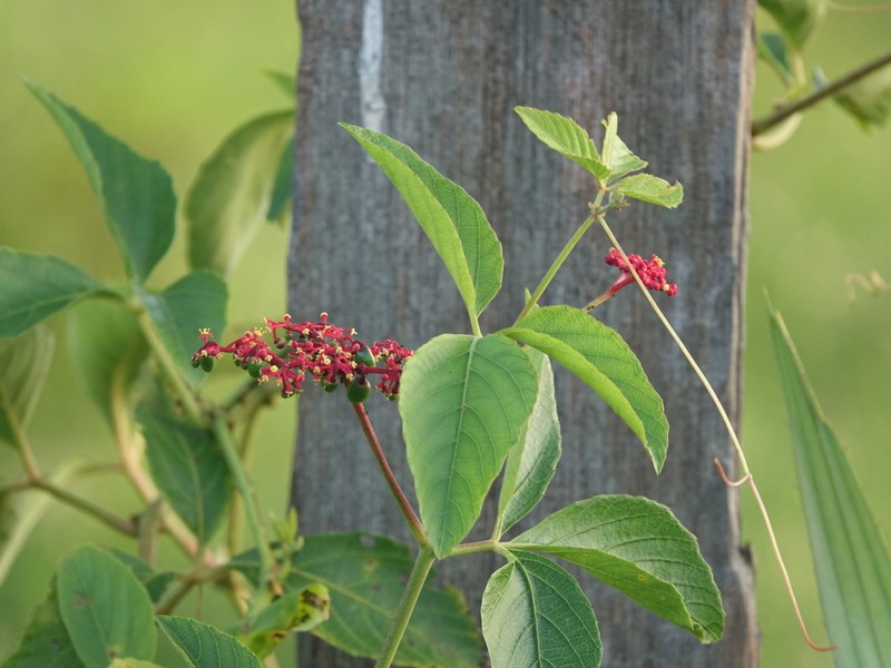 Cissus spinosa photo 5