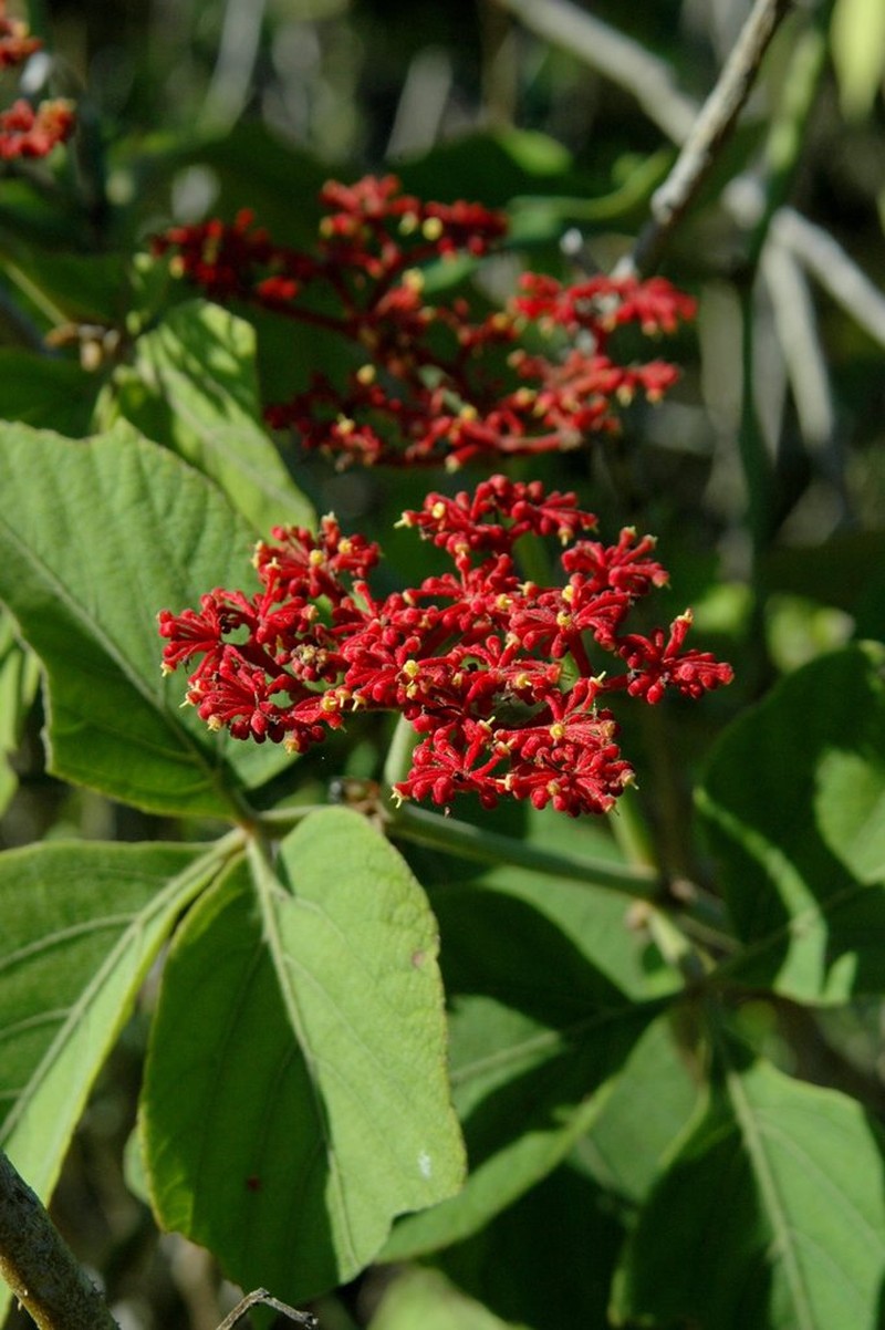 Cissus spinosa photo 6