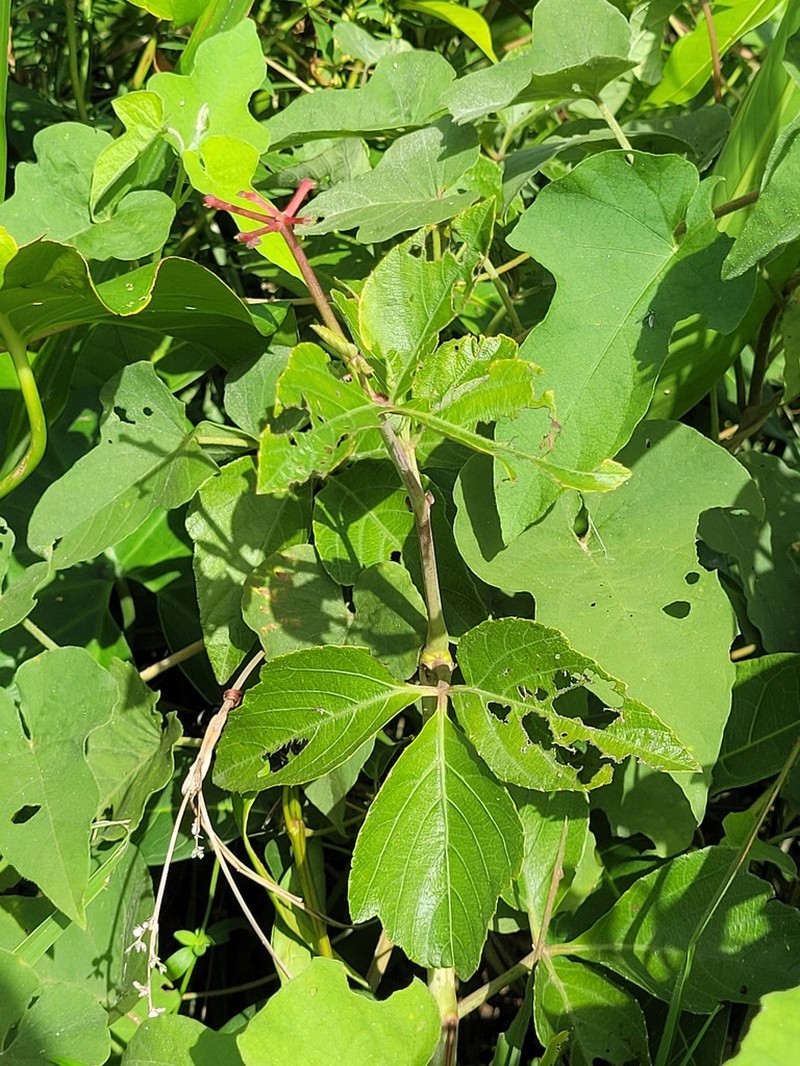 Cissus spinosa photo 7