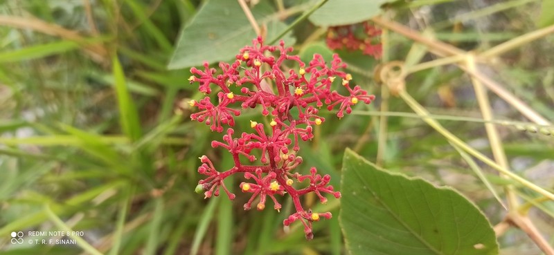 Cissus spinosa photo 8