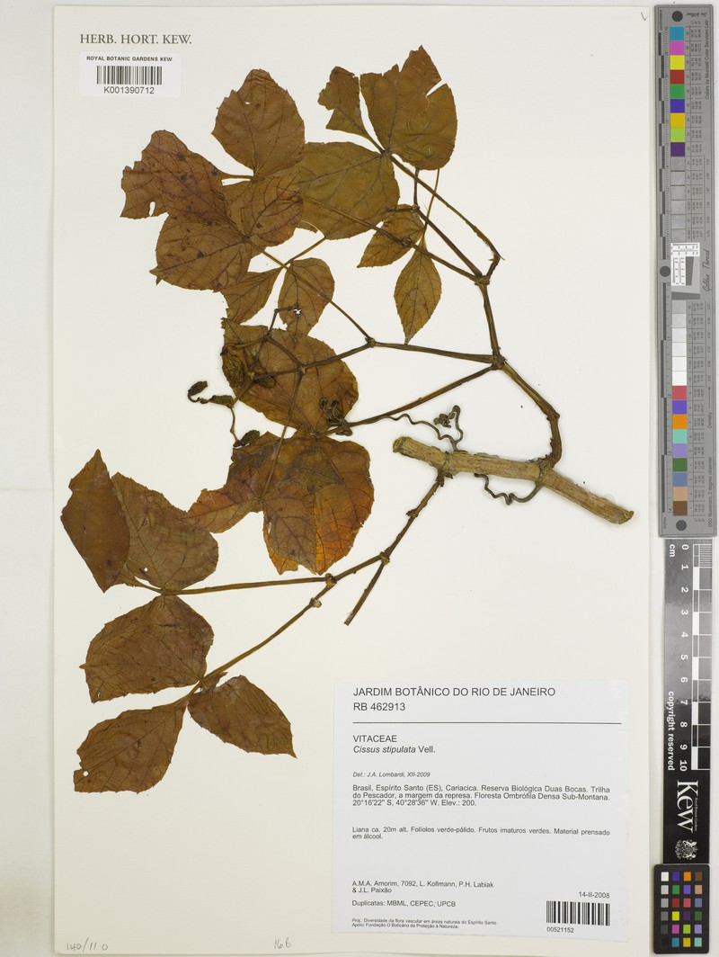 Cissus stipulata