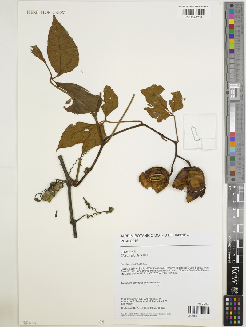 Cissus stipulata photo 2