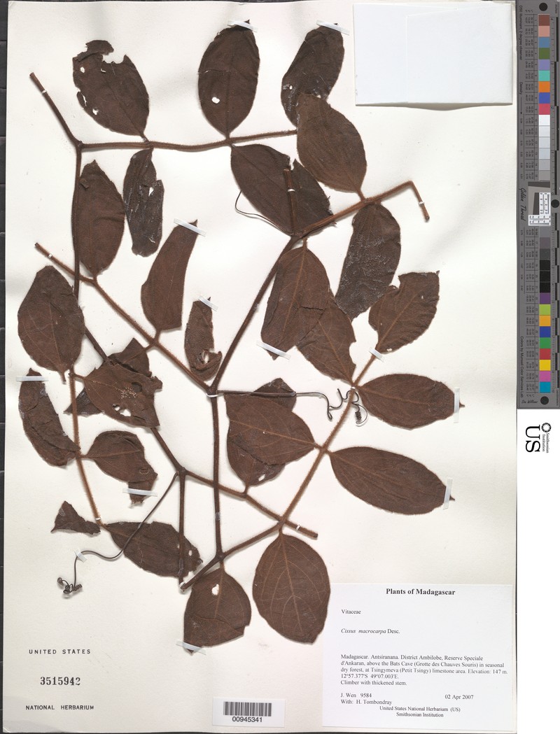 Cissus stipulata photo 3