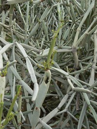 Cissus subaphylla