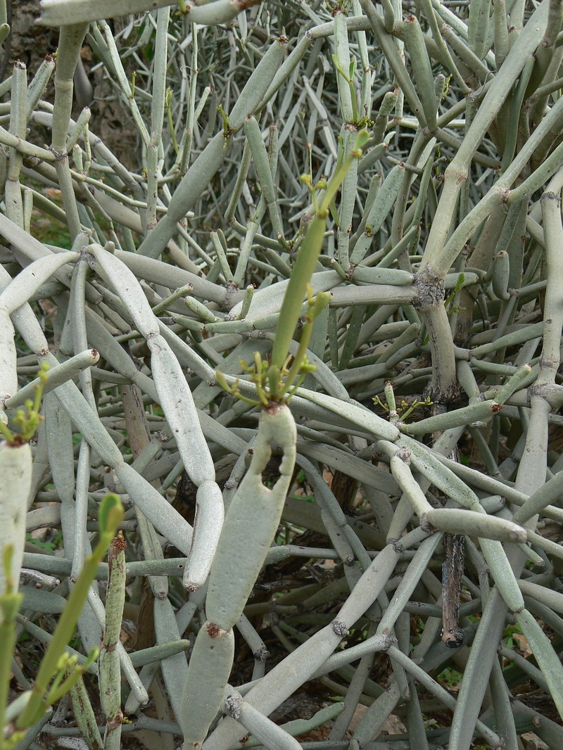 Cissus subaphylla