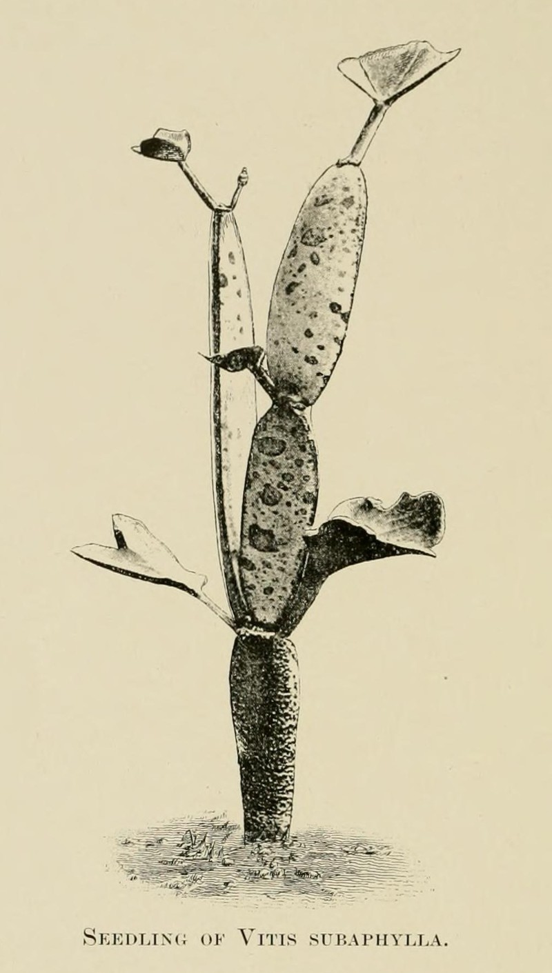 Cissus subaphylla photo 2